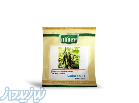 بذر خیار گلخانه ای پرگل گالاردو 