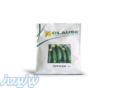 بذر خیار آفیسر F1