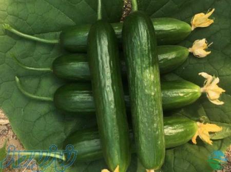 بذر خیار اسپادانا