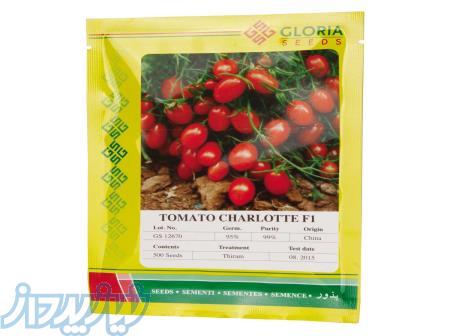 بذر گوجه زیتونی شارلوت