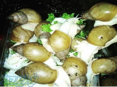 فروش و پرورش حلزون اچاتینا 