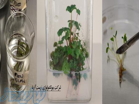 عرضه محیط کشتهای آماده گیاهی موراشی اسکوگ MS ، B5 و WPM از مرک آلمان در مشهد
