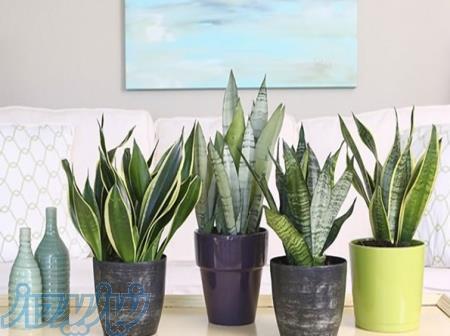 مرکز فروش آنلاین گل و گیاه Master Gol 