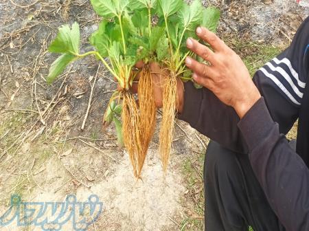 فروش نشا توت فرنگی ریشه لخت و گلدانی 