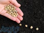 ارزان ترین قیمت بذر سبزی سبزیجات ، انواع بذر سبزیجات برای باغچه و گلخانه