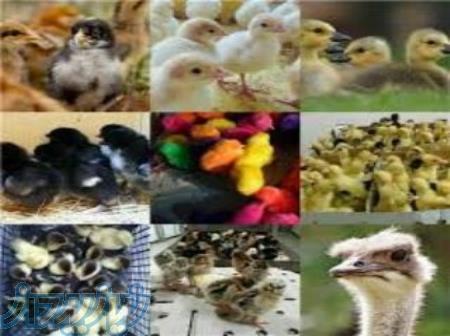 جوجه و ماکیان 