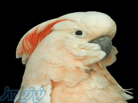 تخم نطفه دار طوطی کاکادو در نژاد کاکادو تااج زرد و تاج سفید برای جوجه کشی 