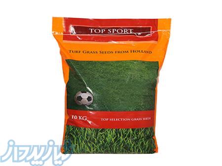 خرید بذر چمن 4 تخم تاپ اسپرت، چمن زمین فوتبال 