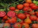قیمت بذر گوجه سانسید - بذر گوجه فرنگی سانسید 6189 