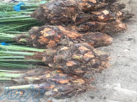 فروش انواع پاجوش نخل خرما 