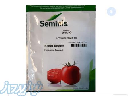 بذر گوجه فرنگی بریویو اف 1 