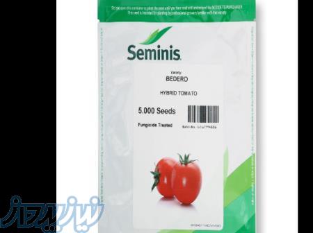 بذر گوجه فرنگی سمینس بدرو bedero f1 محصول 2023 
