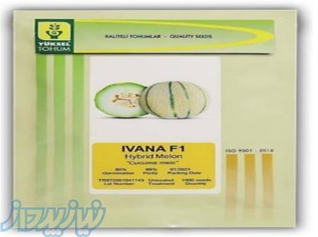 فروش بذر ملون ایوانا 