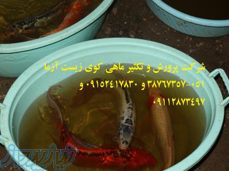 فروش انواع ماهی های کوی در سایزهای مختلف مولد شرکت زیست آزما