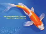 فروش ویژه انواع ماهی کوی صادراتی در ایران 