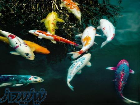 فروش عمده ماهی کوی باله بلندوپوست چرم شرکت زیست آزما با قیمت استثنایی