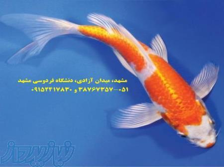 فروش انواع ماهی های کوی در سایزهای مختلف مولد چم بیوتک