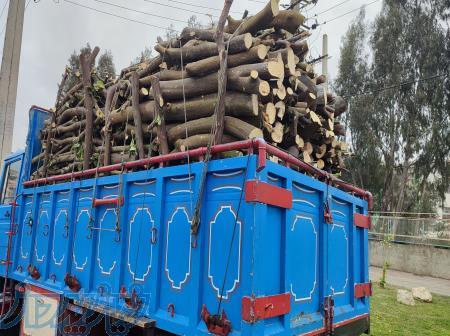 فروش چوب مرکبات 