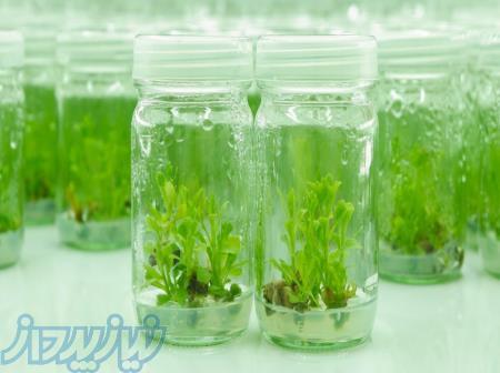 فروش محیط کشت هوگلند و استوک های کشت بافت گیاهی