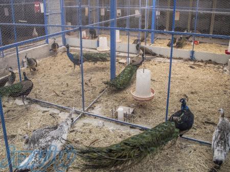 فروش تخصصی جوجه و تخم نطفه دار طاوس 