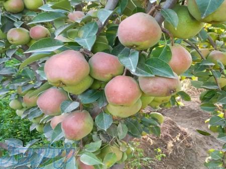 خرید فروش نهال 