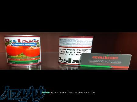 بذر گوجه پولاریس 