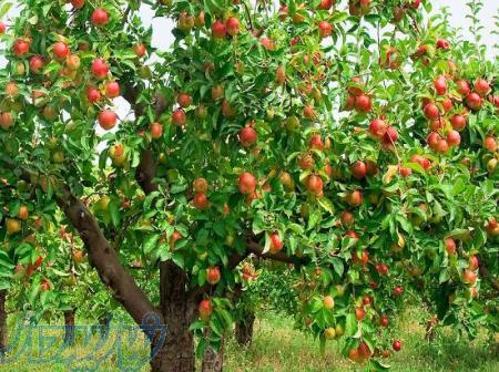 آموزش اصول تغذیه درختان میوه 