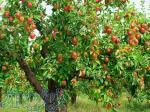 آموزش اصول تغذیه درختان میوه 