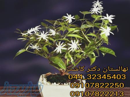 فروش گل یاس رازقی و انواع گل یاس 