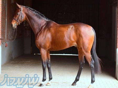 فروش اسب های ورزشی خارجی 