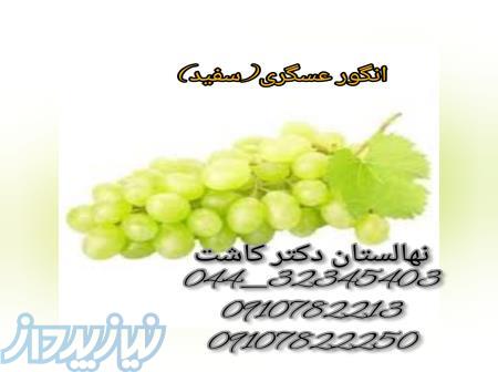 فروش نهال انگور عسگری(سفید و قرمز) دو انواع ارقام انگور 