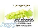 فروش نهال انگور عسگری(سفید و قرمز) دو انواع ارقام انگور 