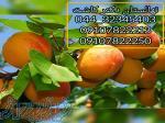 فروش نهال زردآلو پرتقالی و انواع نهال میوه 