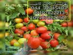 فروش بذر گوجه فرنگی پرادو 