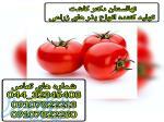 فروش بذر گوجه فرنگی تروی 