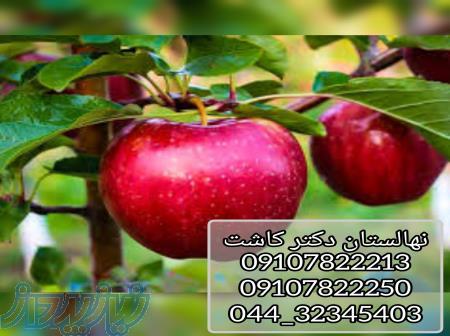 فروش نهال سیب گلاب 