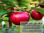 فروش نهال سیب گلاب 