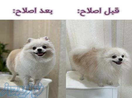 کوتاهی مو سگ در منزل 