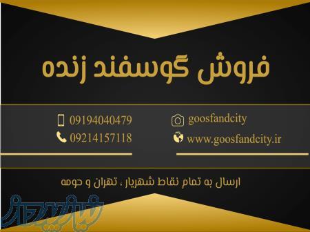 فروش گوسفند زنده 