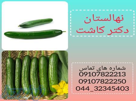 بذر خیار هایک 