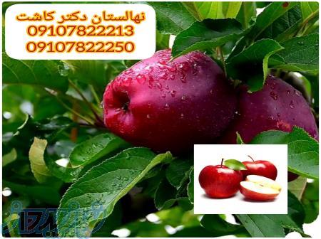 فروش نهغال سیب قرمز لبنانی 