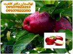 فروش نهغال سیب قرمز لبنانی 