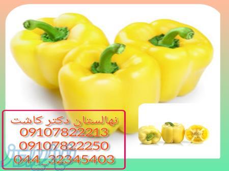 فروش بذر فلفل دلمه ای تورمس 