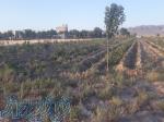 2000 متر زمین کشاورزی در حسن آباد فشافویه 