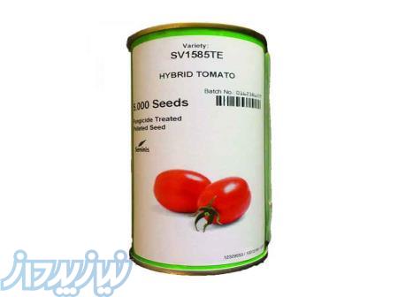 بذر گوجه 1585 