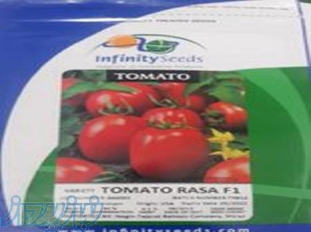 فروش بذر گوجه راسا اینفینیتی سیدز 