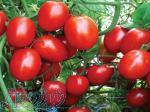 توزیع و عرضه بذر گوجه پانجیا 