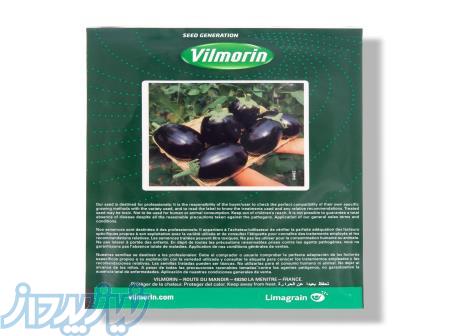 بذر بادمجان دلمه ای گالینا ویلمورین 