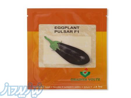 بذر بادمجان پولسار 