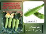 فروش بذر کدو ماهور 